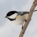 Black-capped -chickadee-TamaracNWR-by-Rob-Larson-publicdomain.jpg | FWS.gov